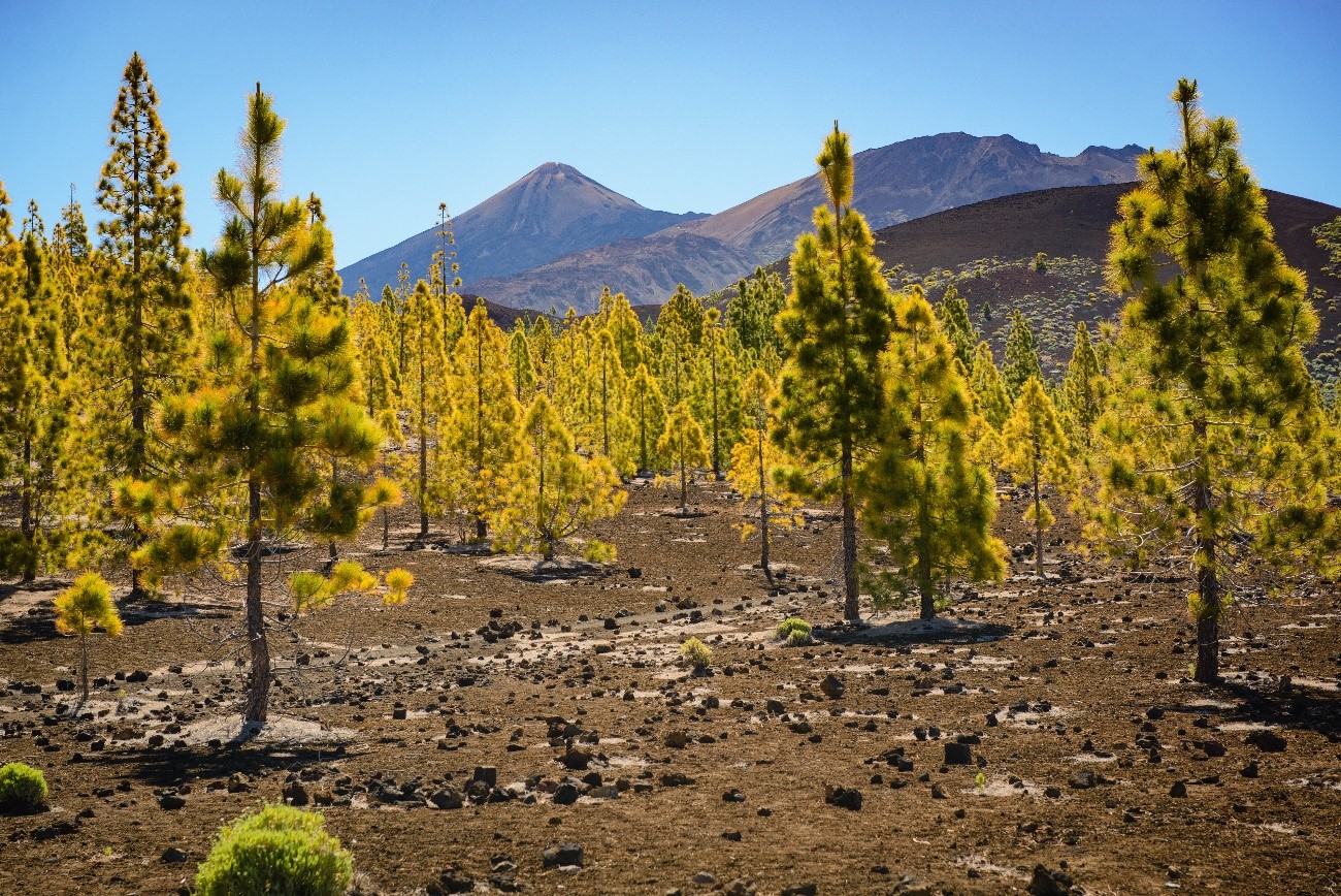 Tenerife and its privileges climate: three seasons in a single day