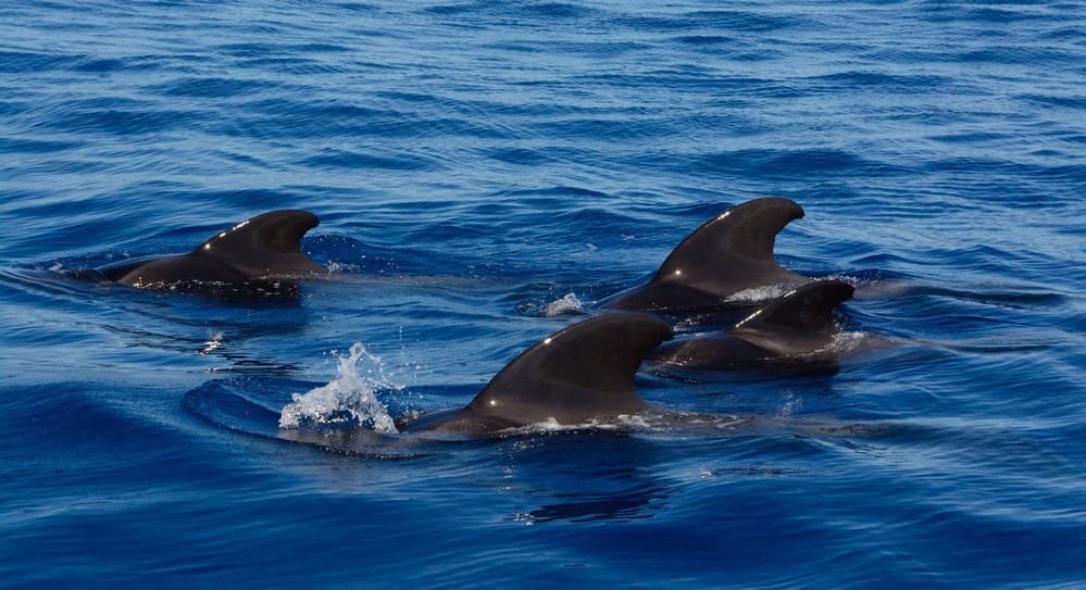 Planes sostenibles para descubrir los increíbles cetáceos de Tenerife